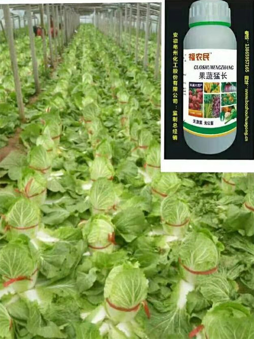 福農(nóng)民果蔬猛長——新一代果蔬增產(chǎn)水溶肥